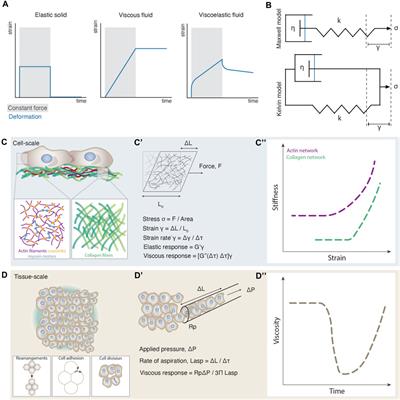Viscoelastic Networks: Forming Cells and Tissues